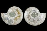 Cut & Polished Ammonite Fossil - Deep Crystal Pockets #165975-1